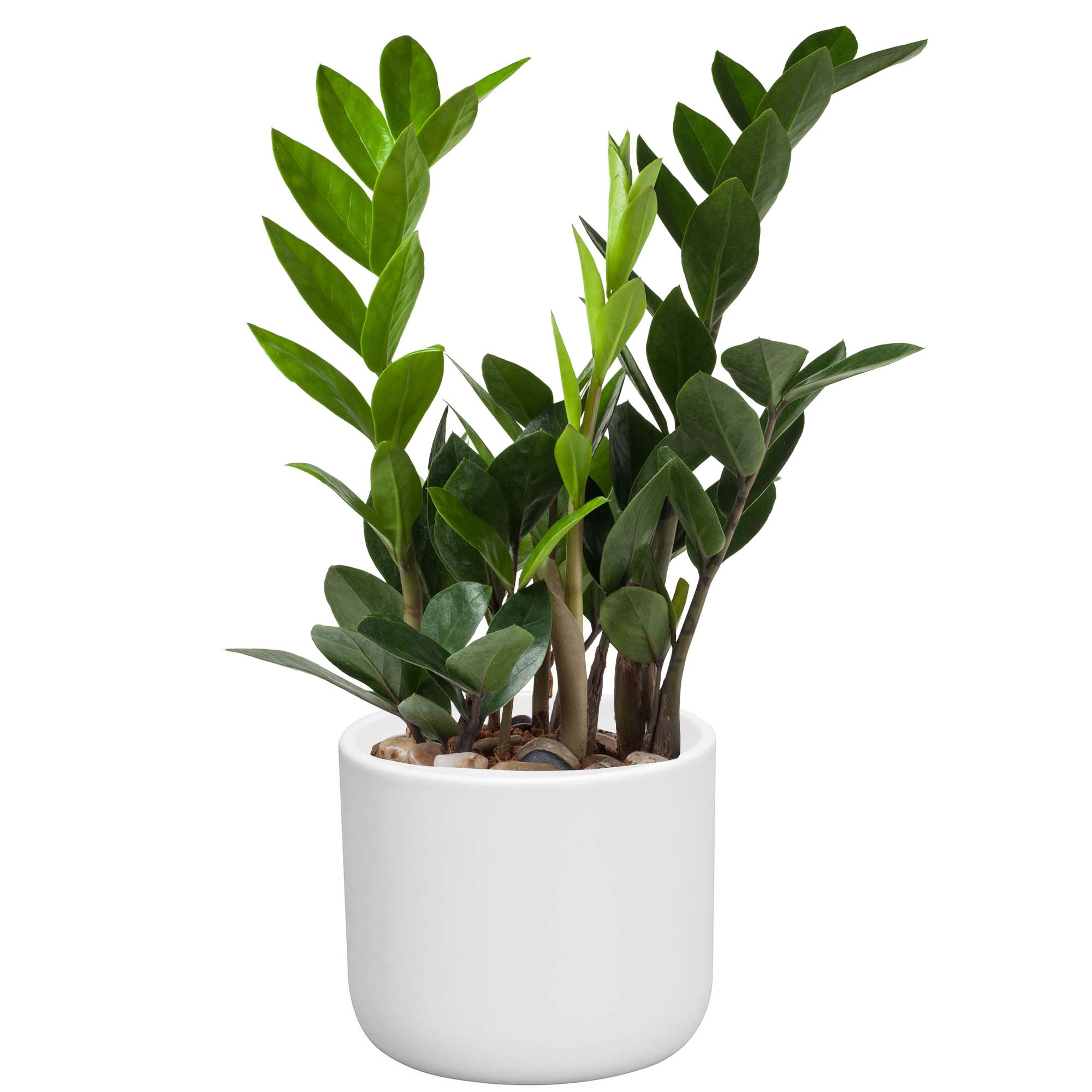 Blumenübertopf  "Cyrilla" aus Keramik