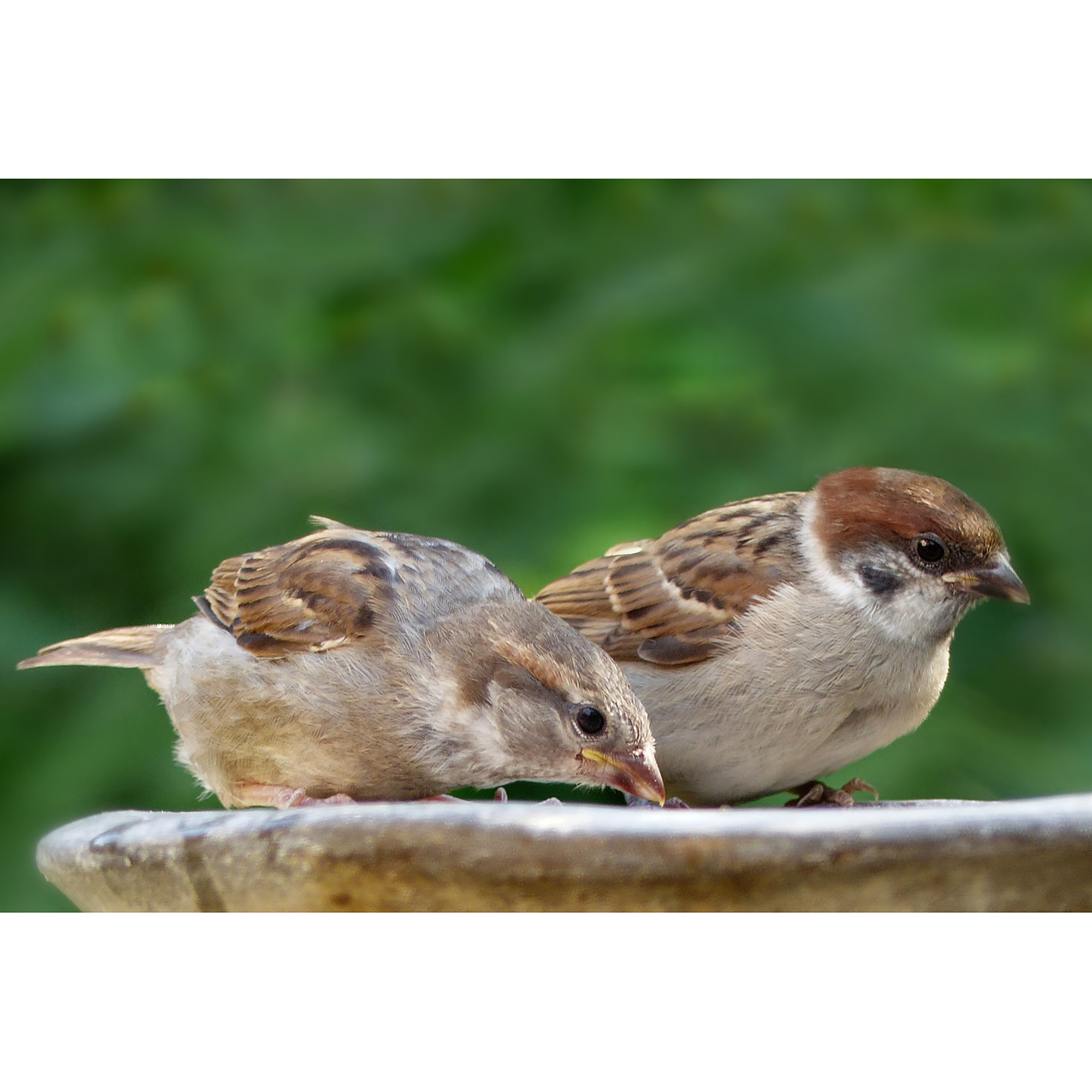 Vogeltr-nke_1