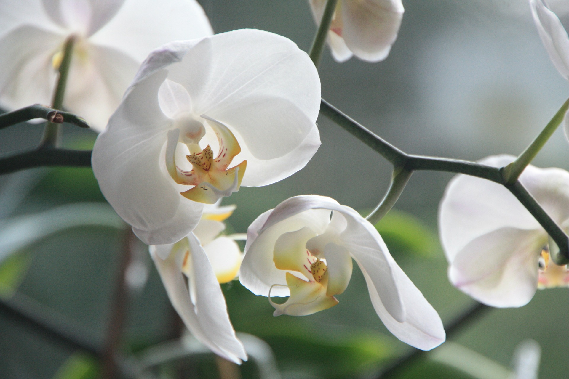 Orchidee-2