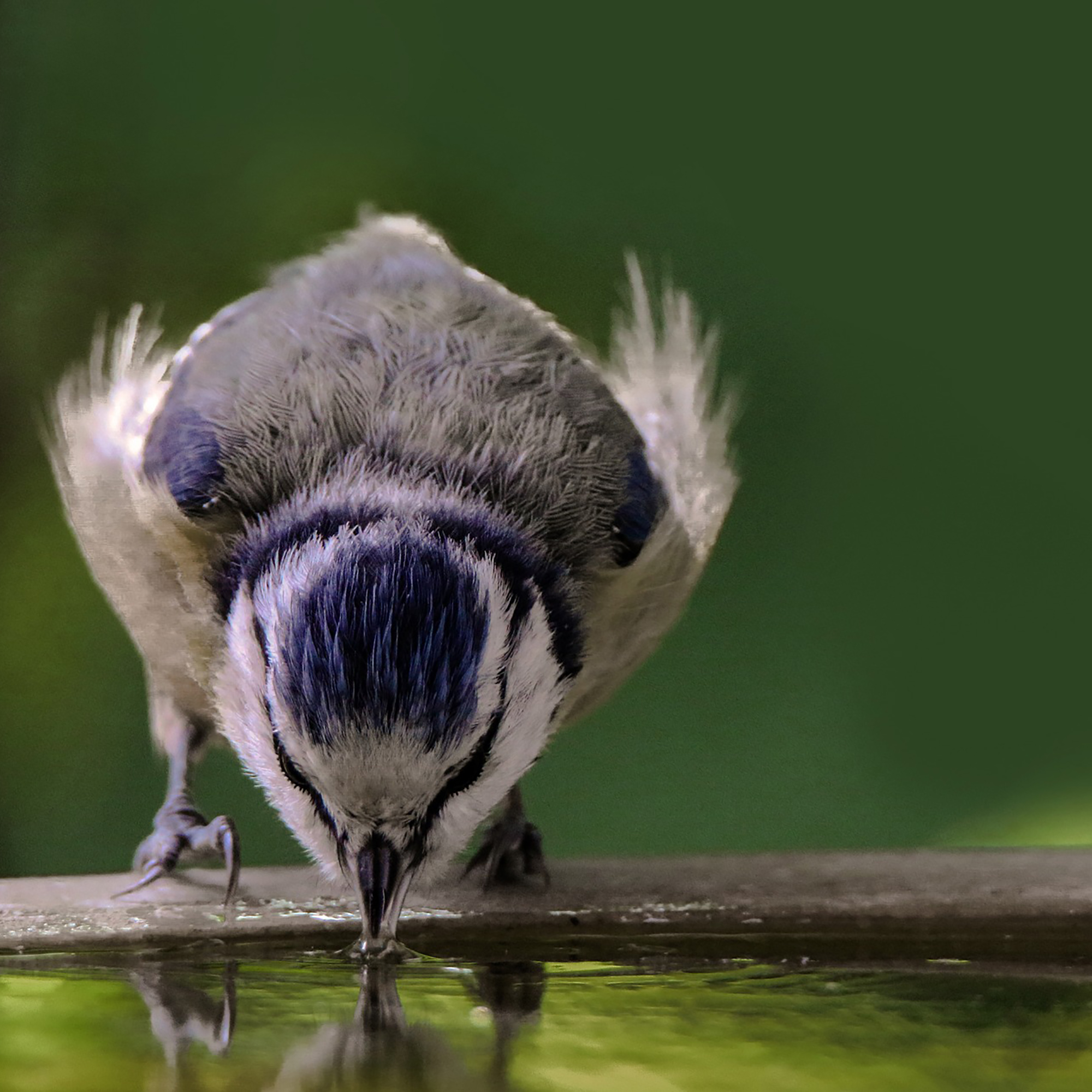 Vogeltr-nke_