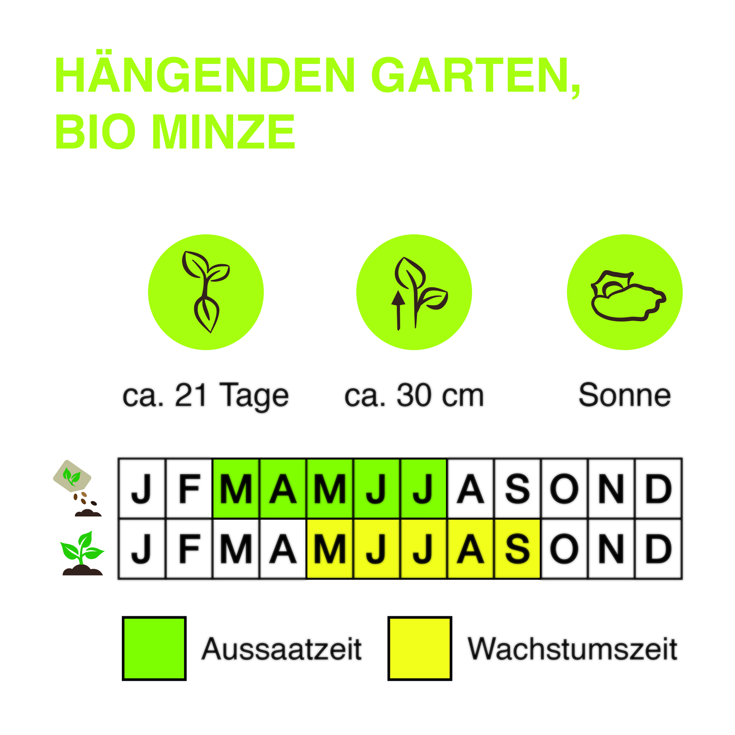 Ha-ngenden-Garten-BIO-Minze-Kopie