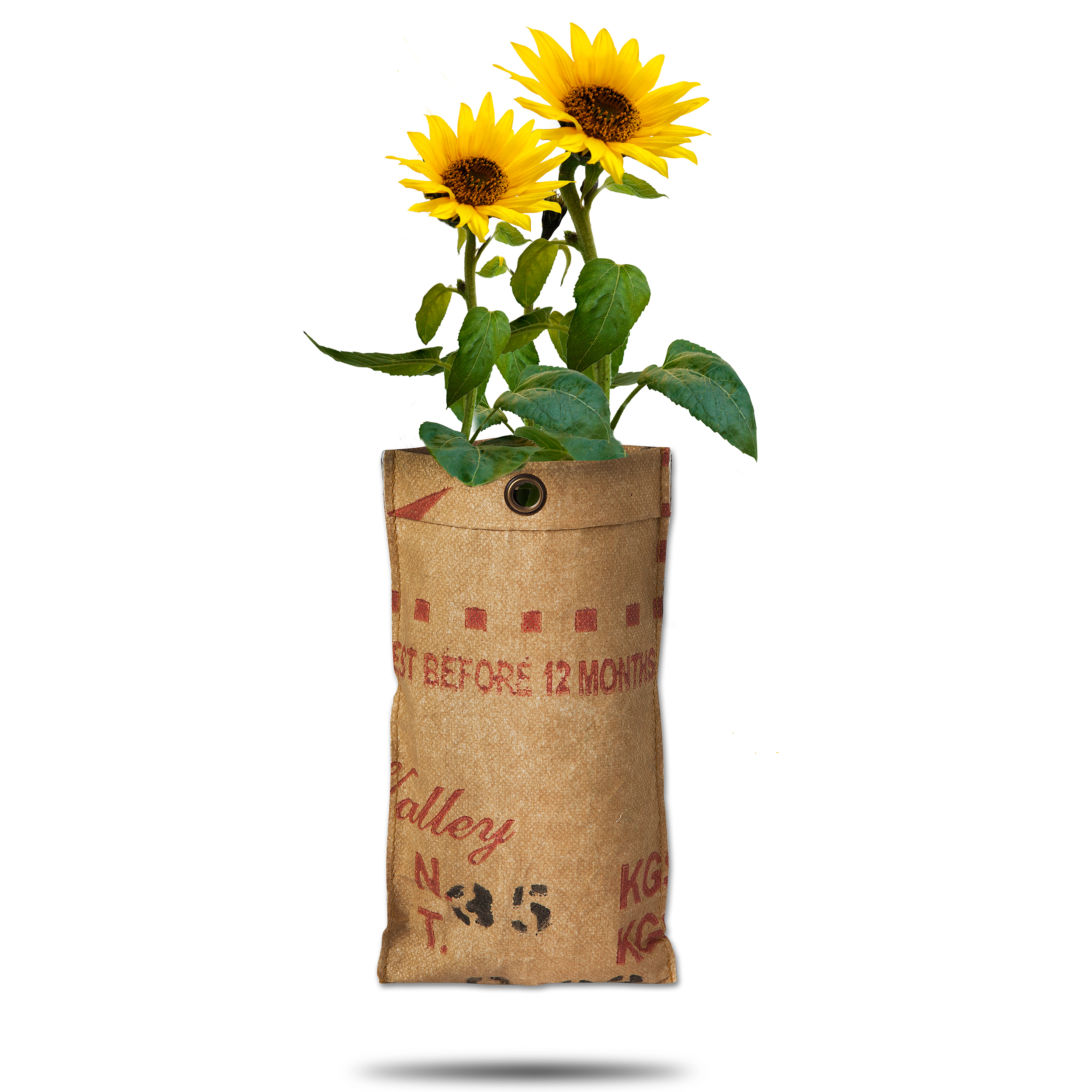 8726200171099-18017109-Hangtuin-BIO-Zonnebloem-gewasQT77mbL5K6P6H Hängende Gärten "Sonnenblume" in recyelten Teesäcken - 23 x 12 cm (H/B)