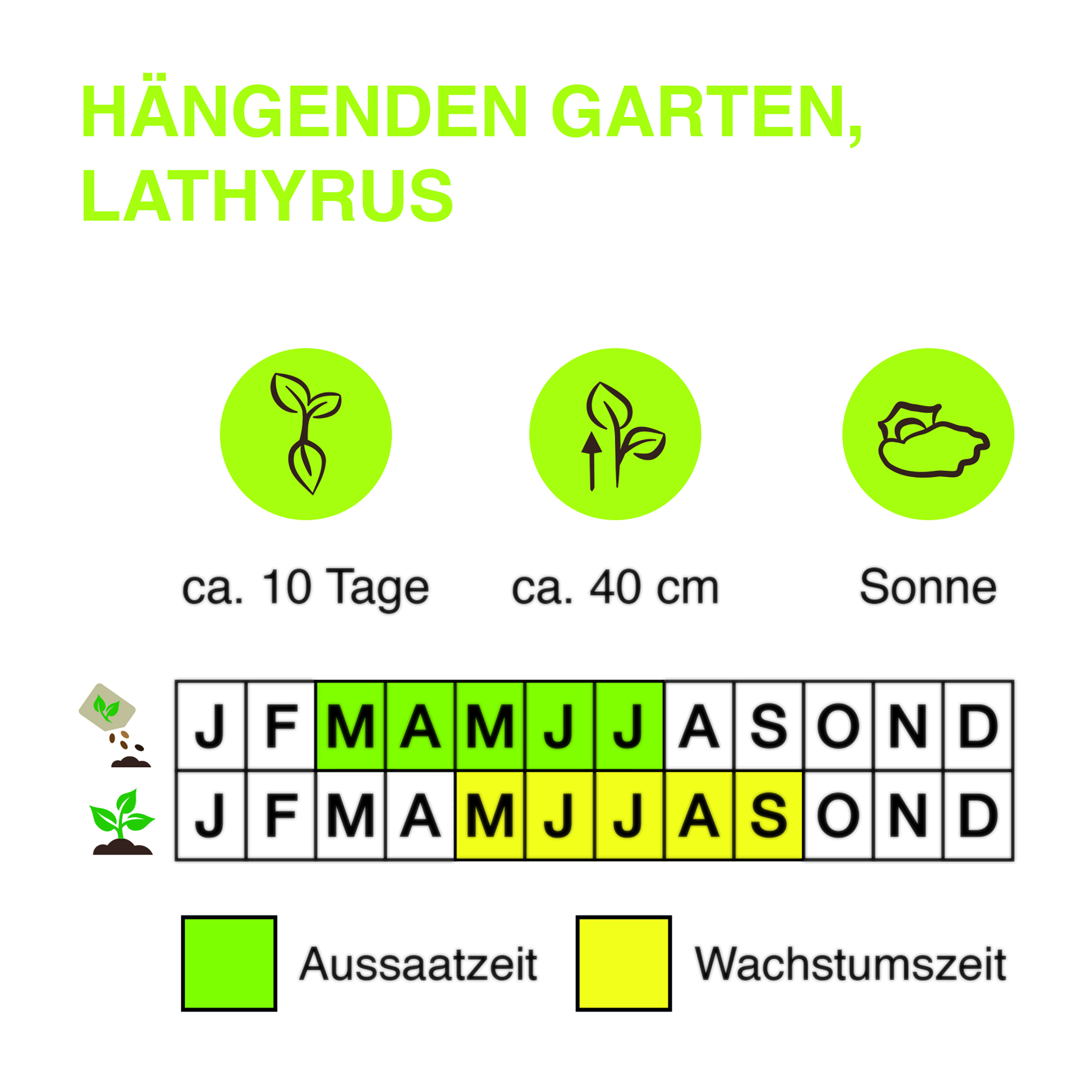 Ha-ngenden-Garten-lathyrus-Kopie