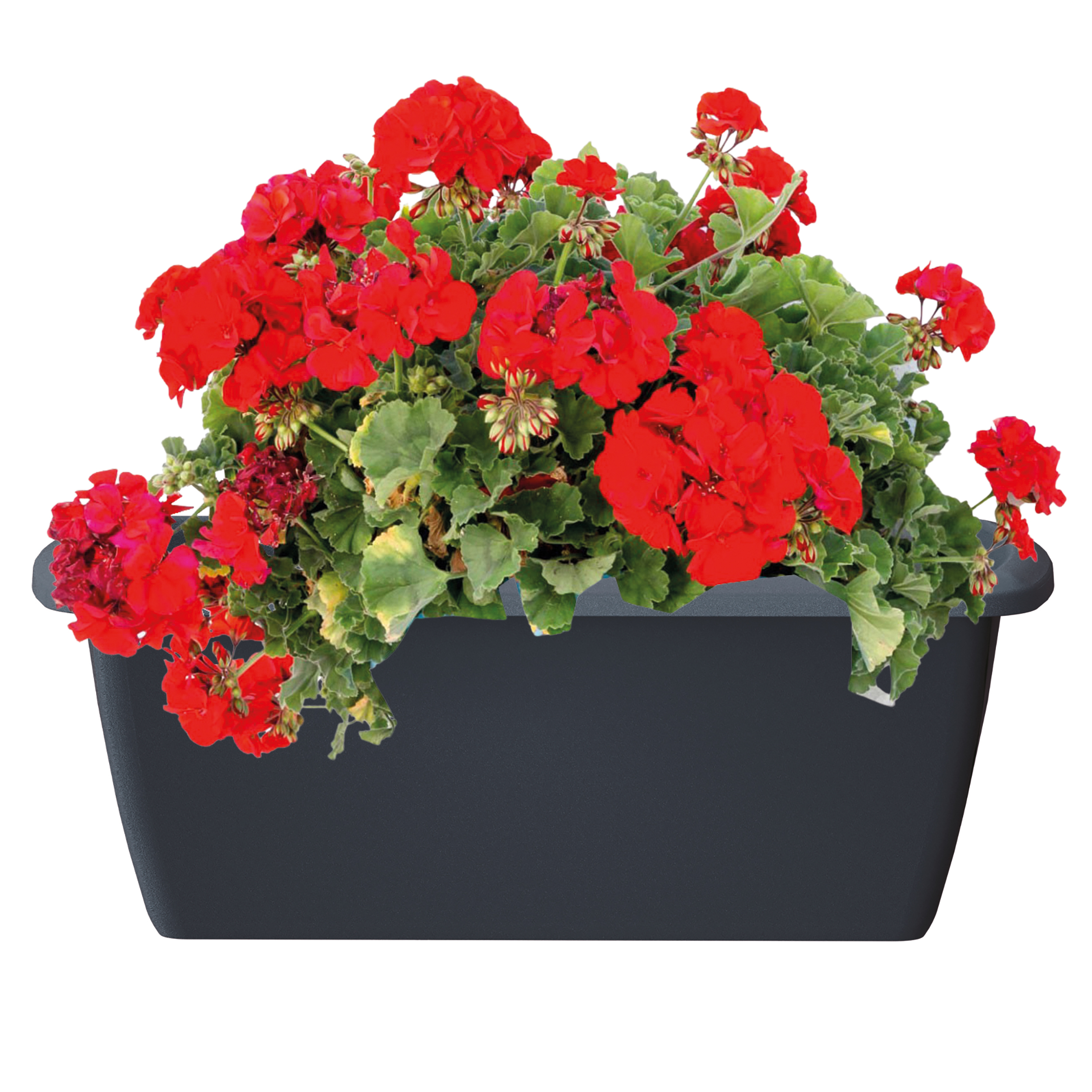 ISE400P-anthrazit-Mit-Blume-Kopie