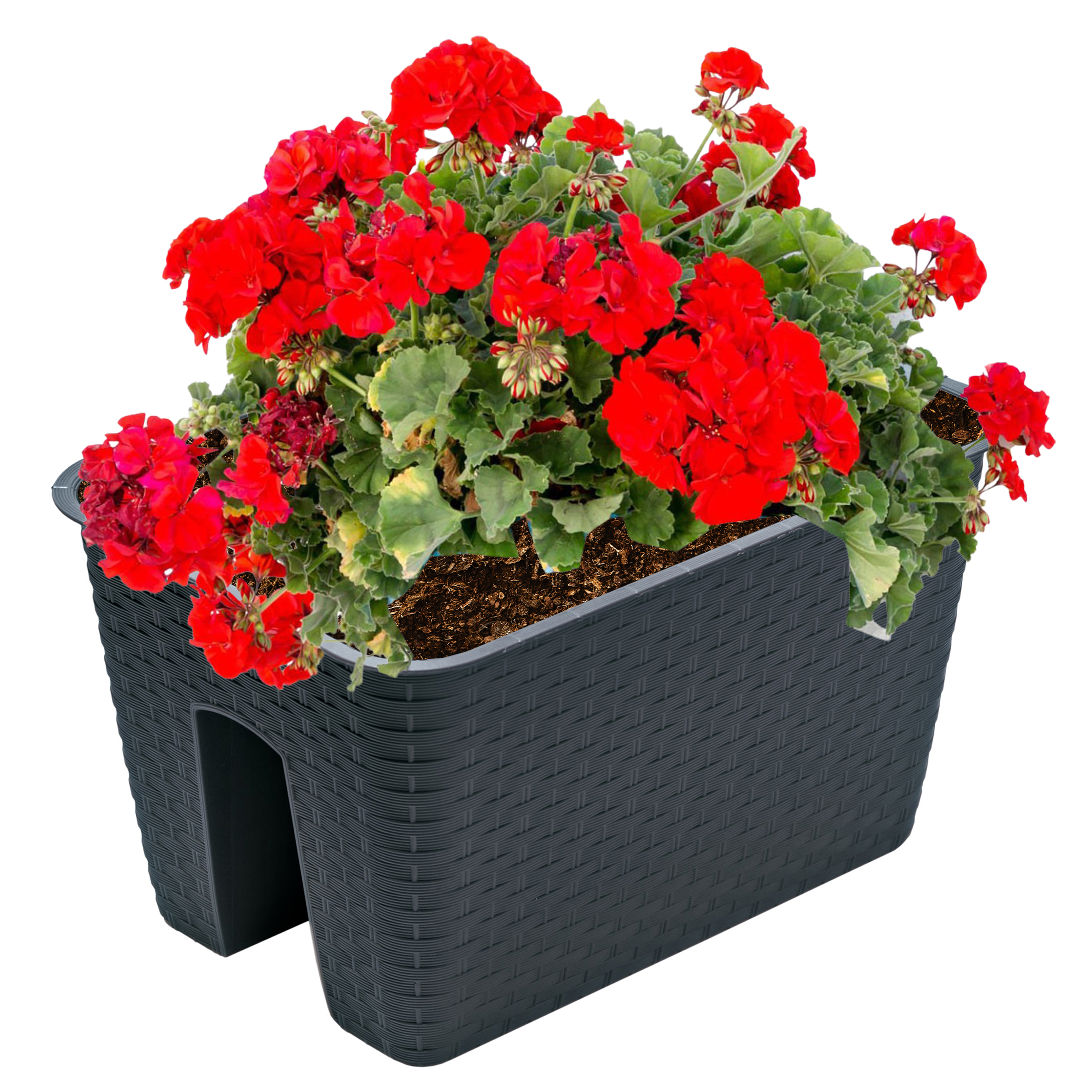 DRLB400-anthra-mit-Blume