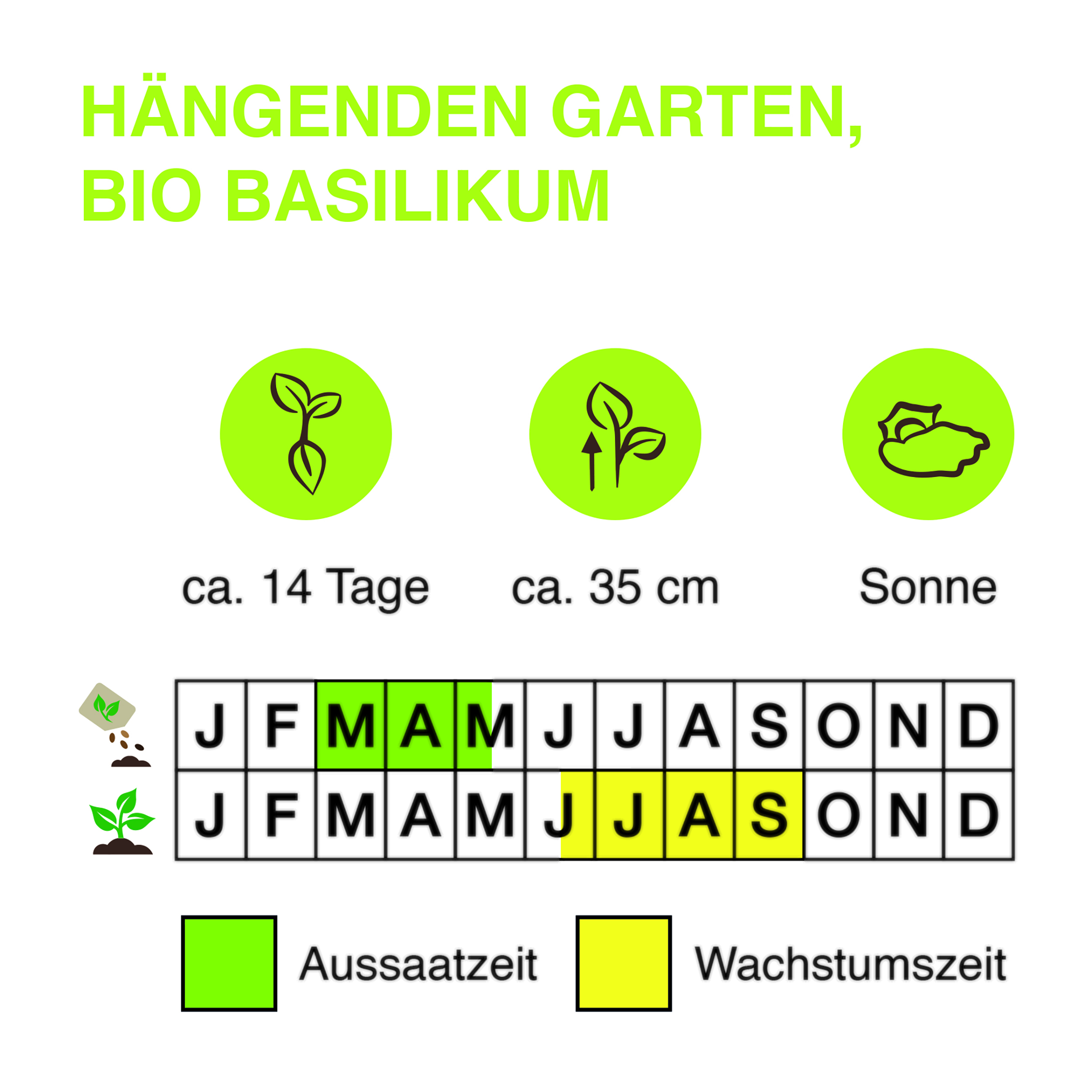 Ha-ngenden-Garten-BIO-Basilikum-Kopie
