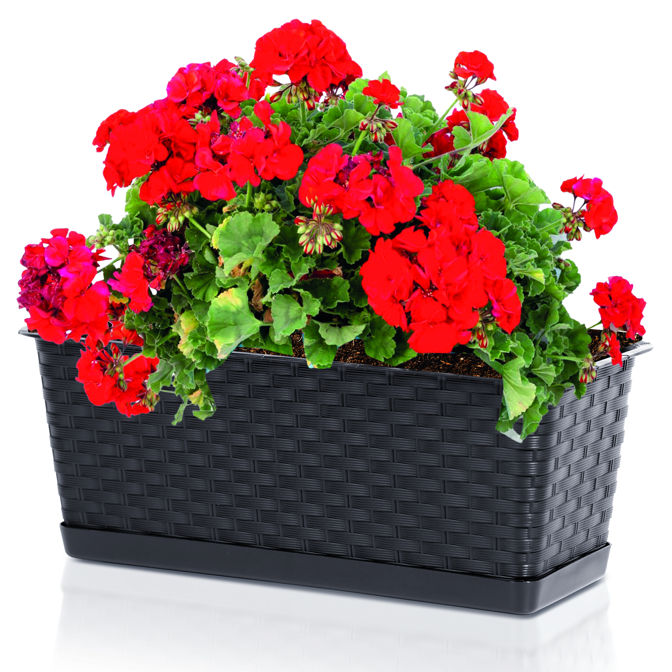 ISR400P-umbra-mit-Blume-ISR600