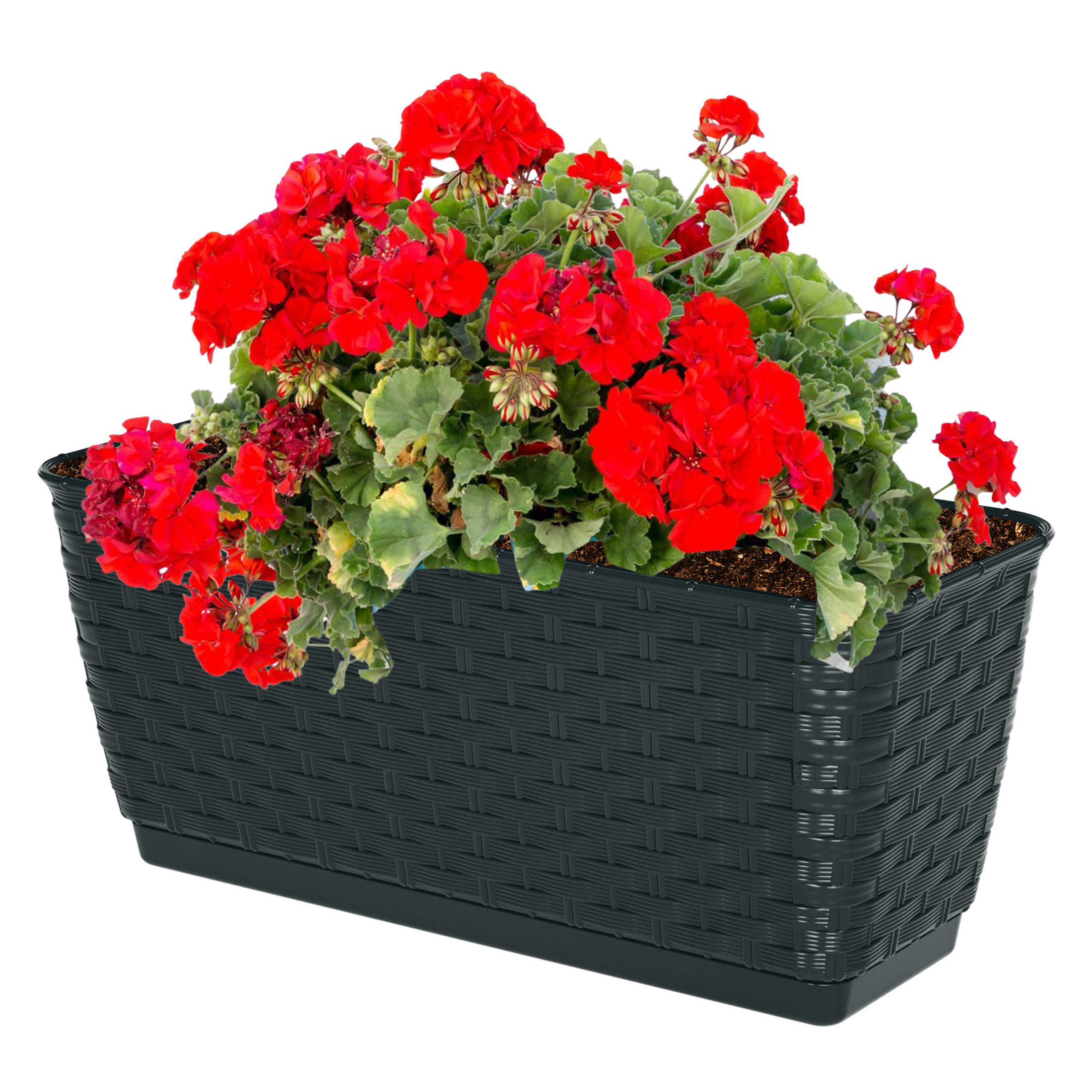 DRL300P-Anthra-mit-Blume-DRL400P Balkonkasten - Blumenkasten aus Kunststoff - Ratolla P
