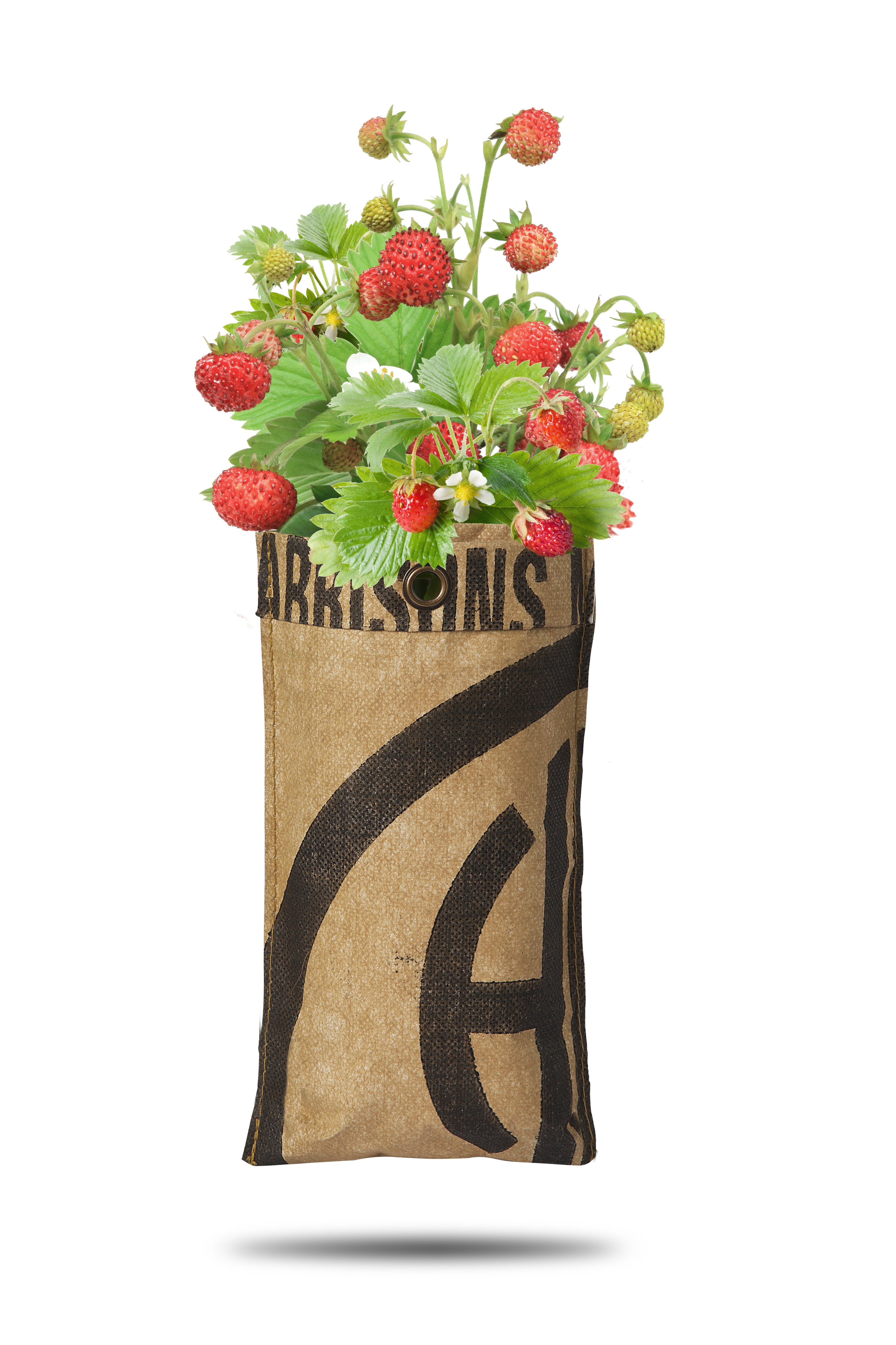 8726200171297-18017129-Hangtuin-Bosaardbei-gewas Hängende Gärten "Saftige Erdbeere" in recyelten Teesäcken - 23 x 12 cm (H/B)