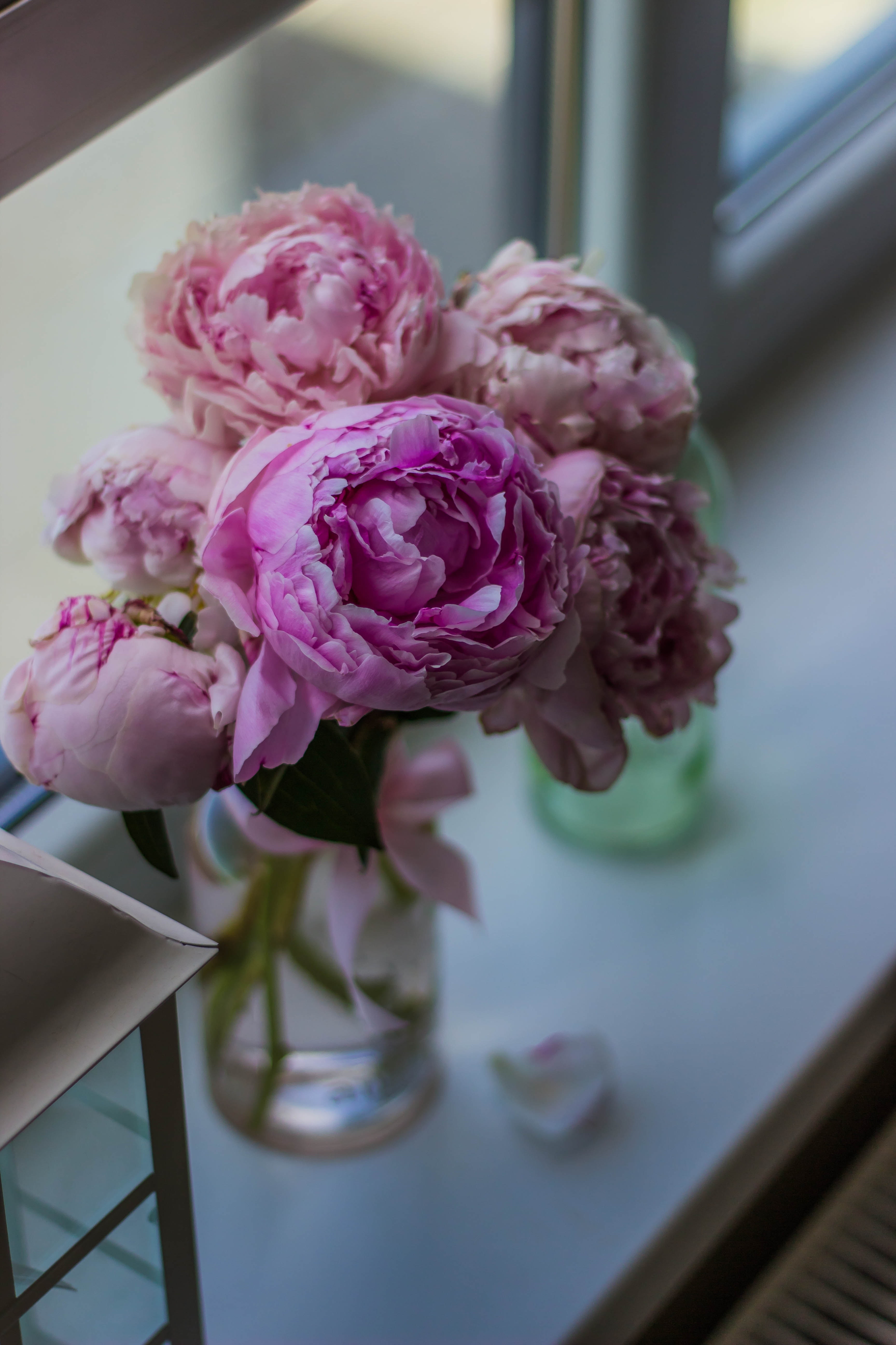 bloom-blooming-blossom-blur-185485