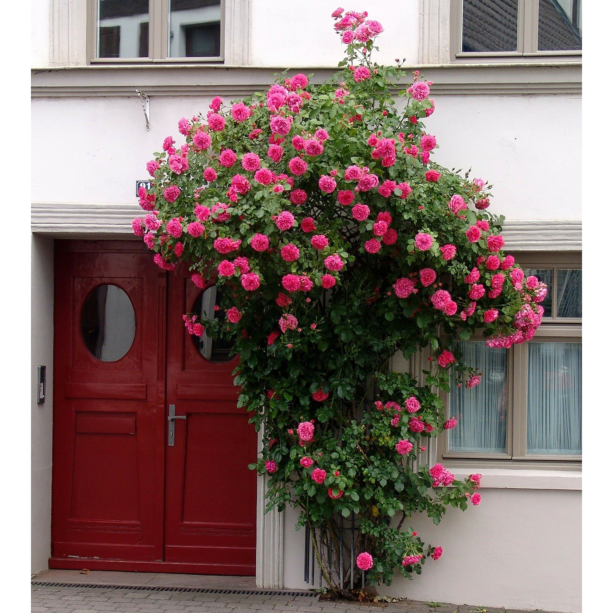 Rankgitter-Rosen Rankgitter - Rankhilfe aus Eisen im Antik-Finish