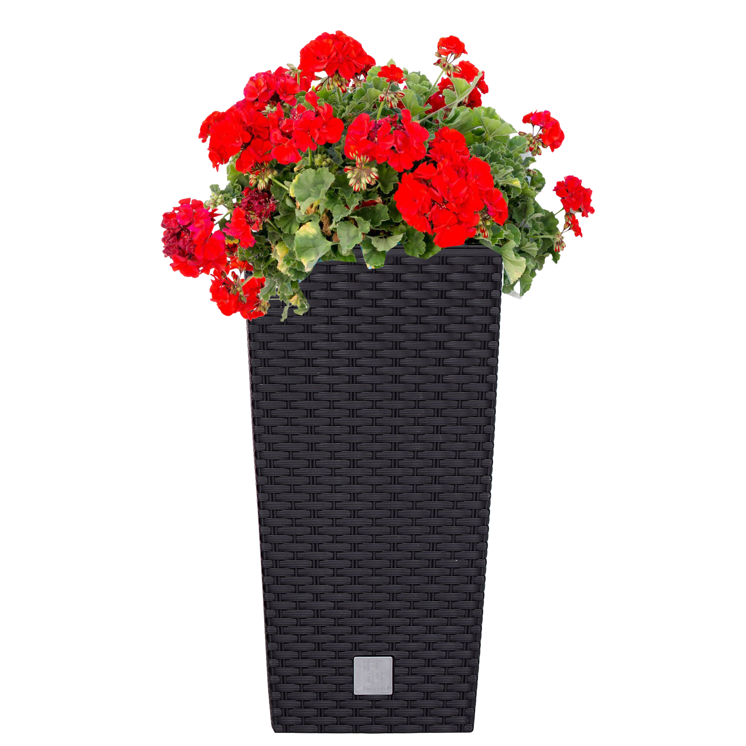 DRTS225-anthra-mit-rot-Blume