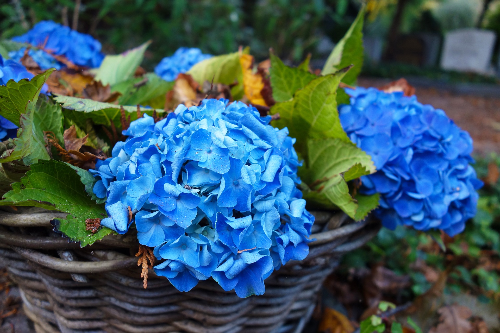 k-rbe-hortensia-2873569_1920