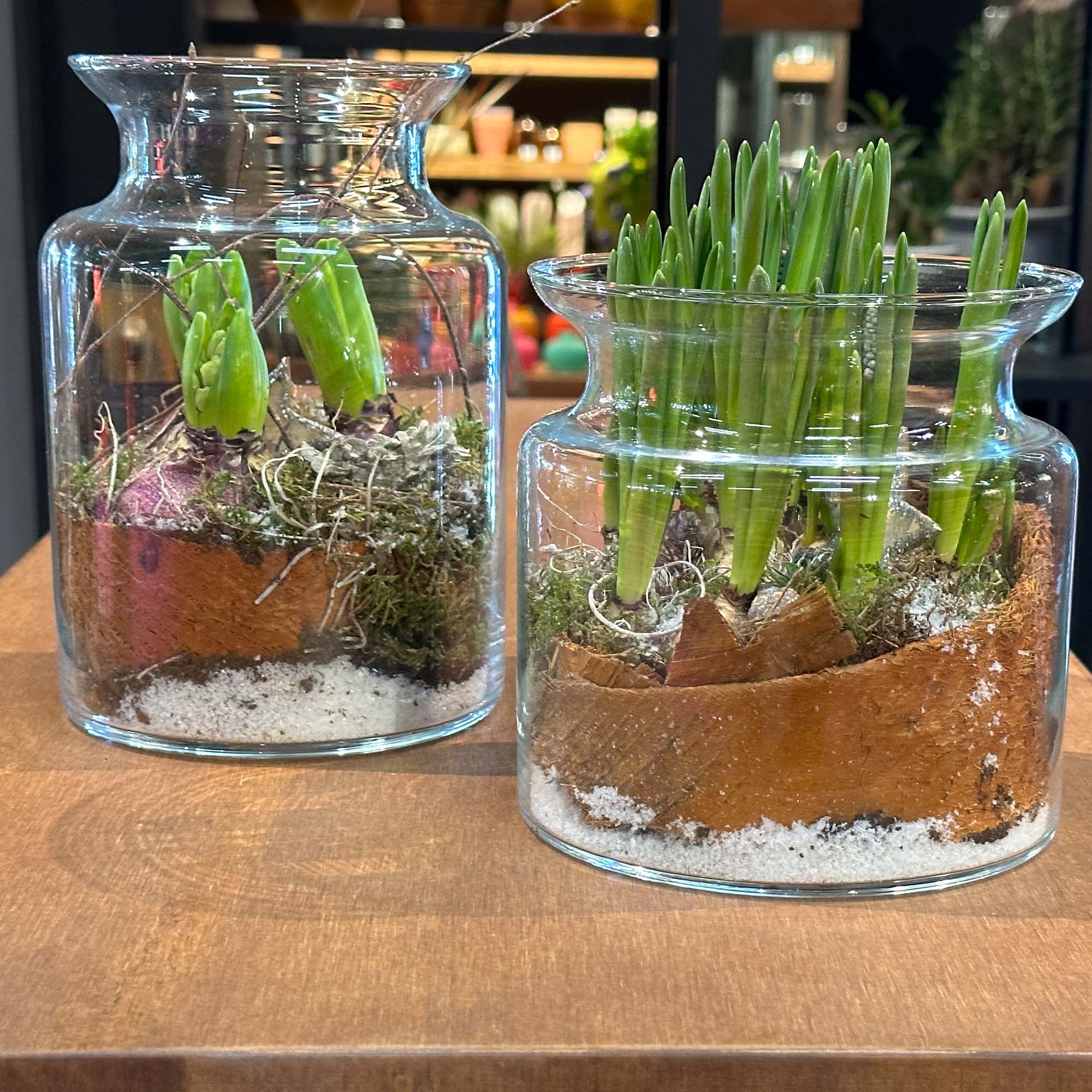 Terrarium_-Duif-_NbnkD2KMWGz84