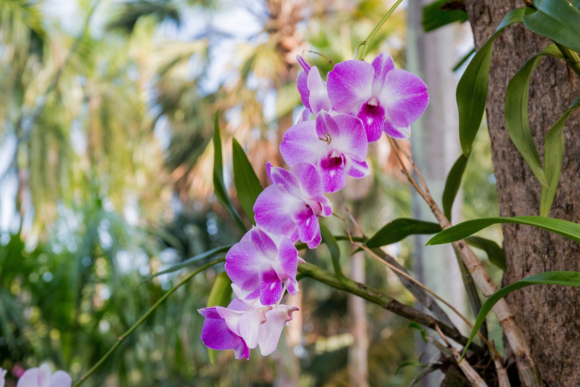 Orchidee-Dschungel-Stimmungsbild