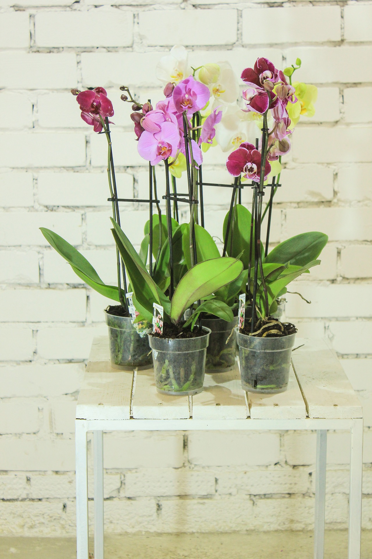 Orchidee-im-Plastiktopf-f-r-Massangaben