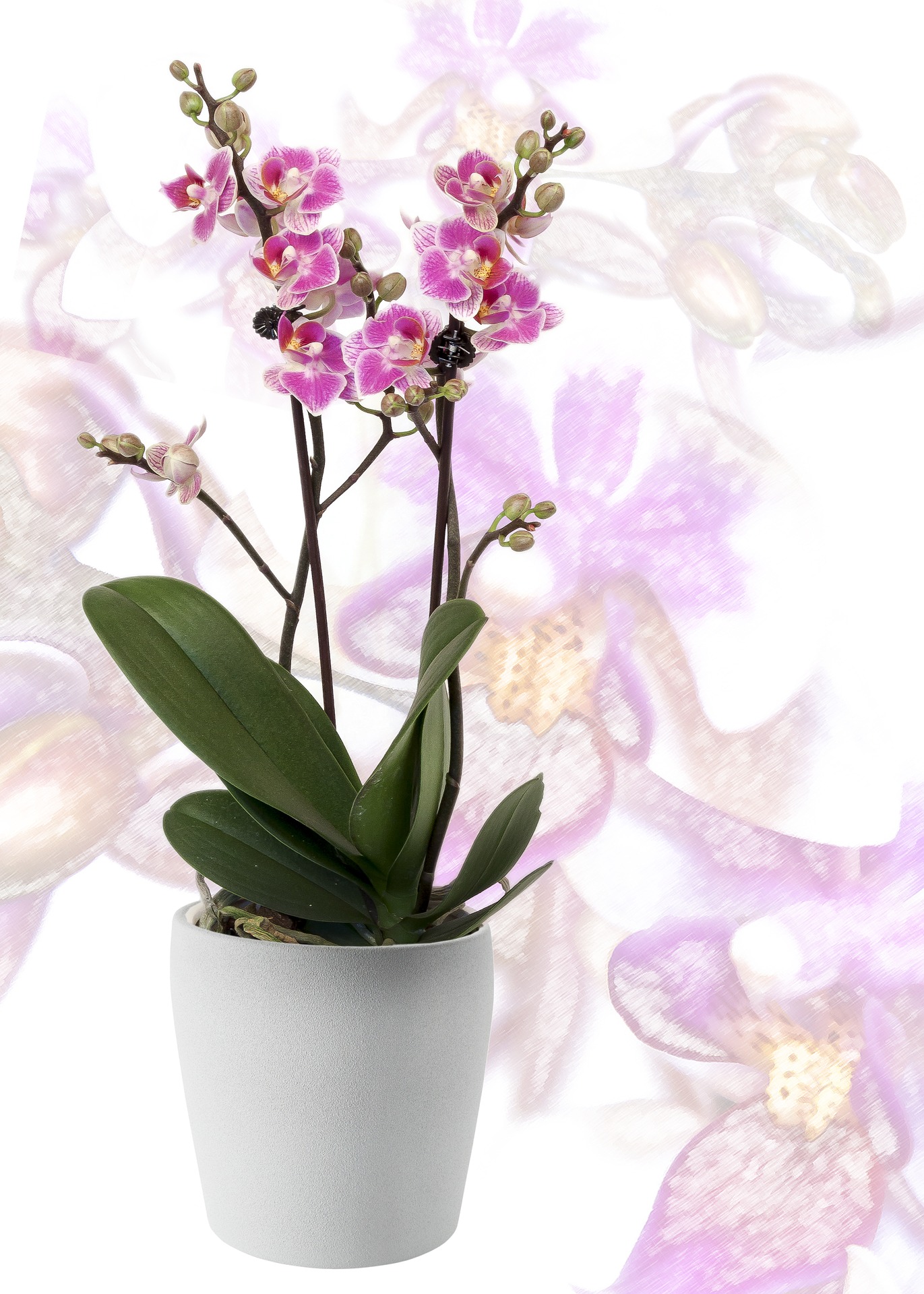 Orchidee-im-Topf