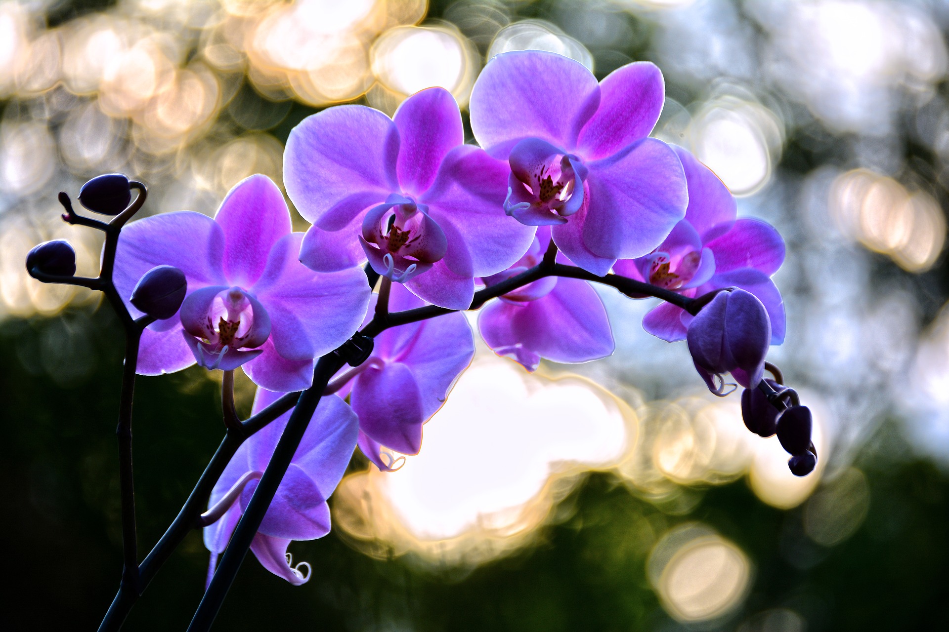 Orchidee
