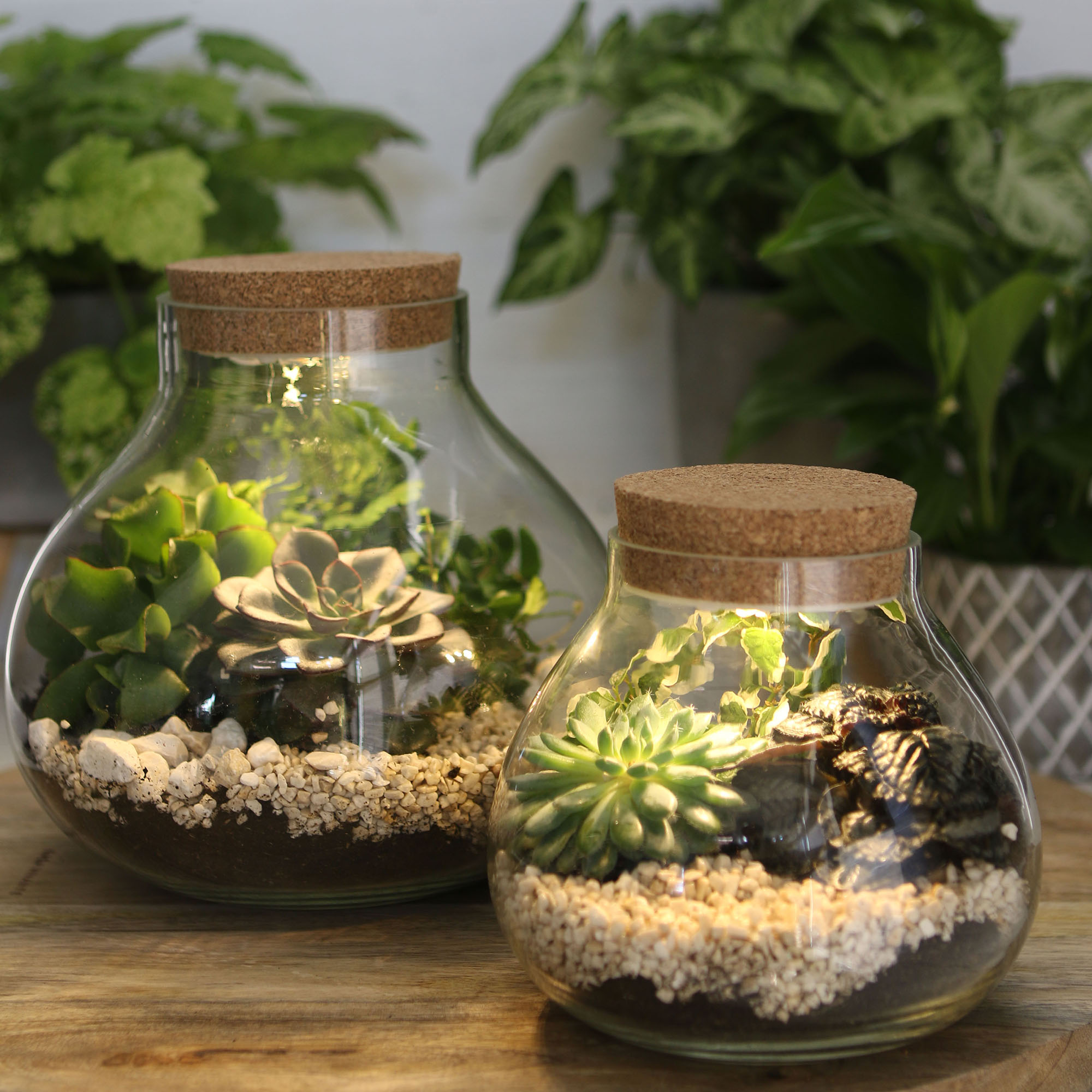 30184-30185-1 Pflanz-Terrarium mit Korken und LED-Beleuchtung