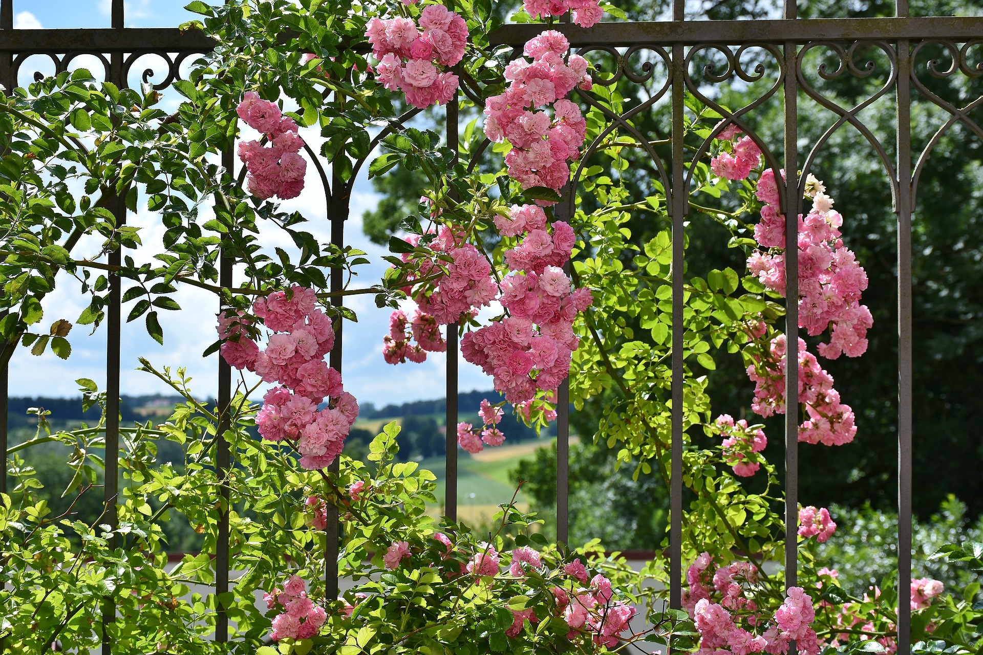 rose-2456080_1920-KopieVzUeMax049emH
